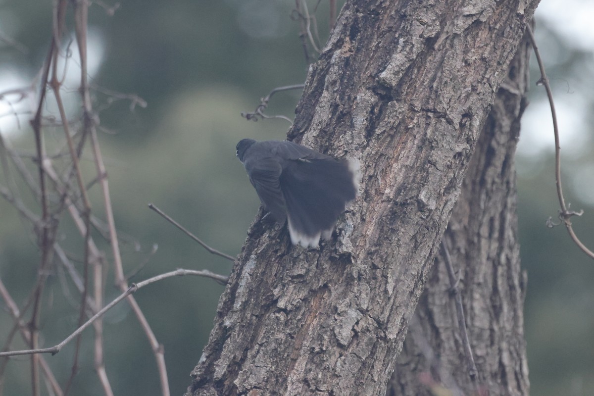 White-throated Fantail - ML646642803