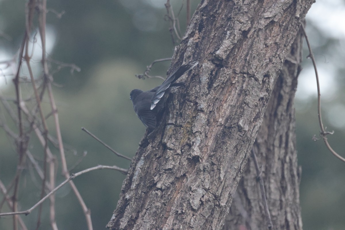 White-throated Fantail - ML646642804