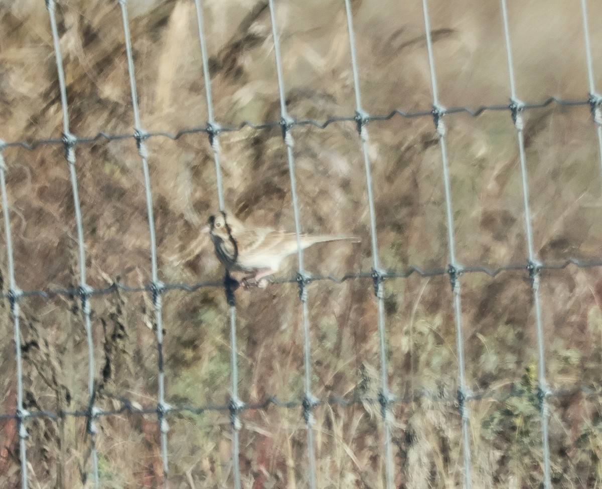 ヤブタヒバリ - ML646642805