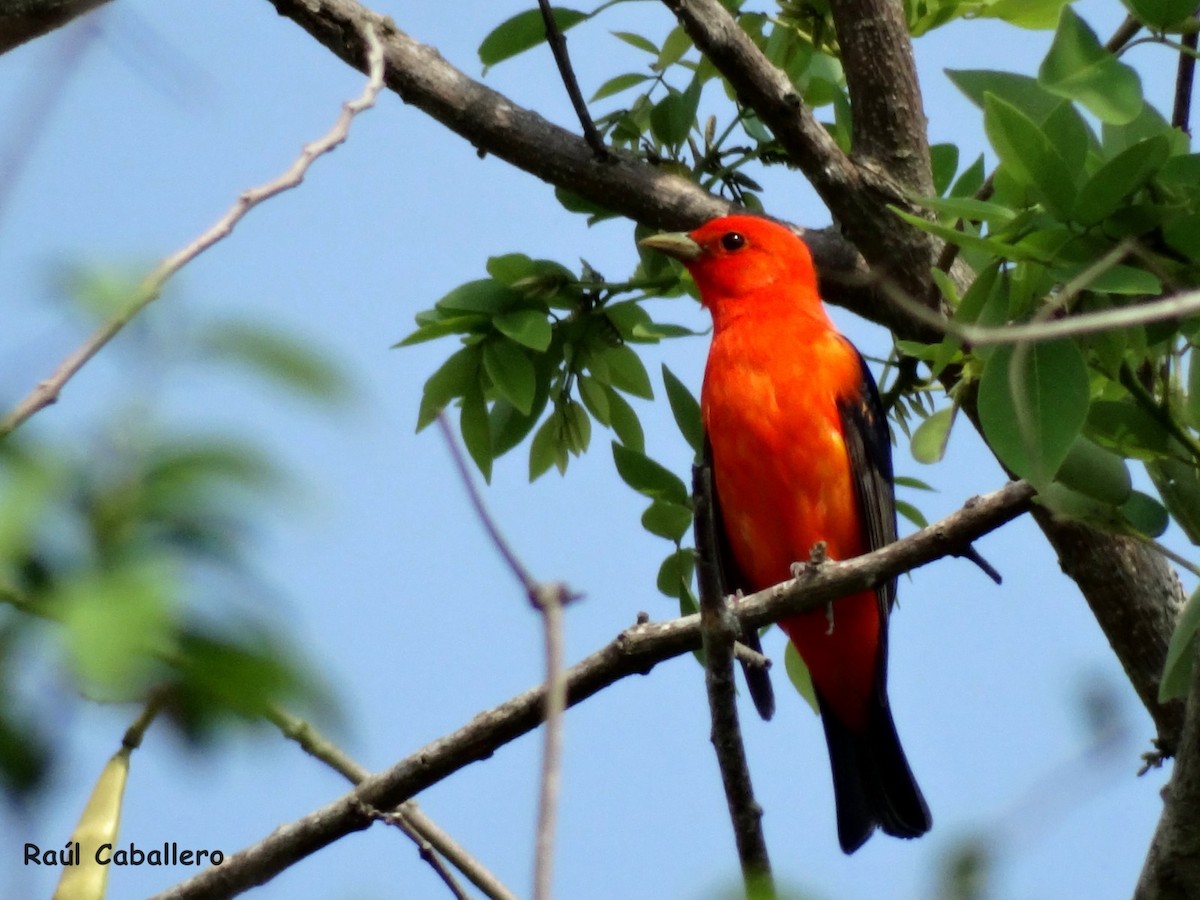 Scarlet Tanager - ML646642807