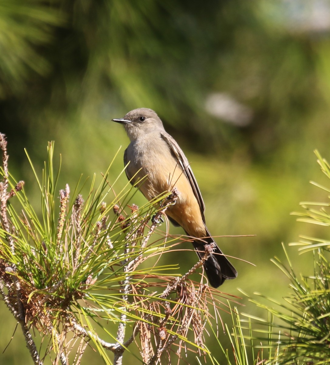 Mosquero Llanero - ML646642810