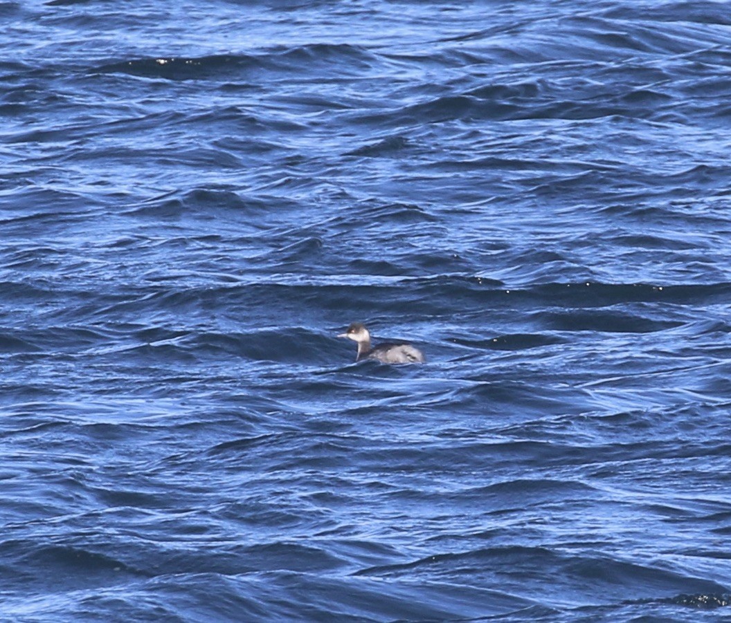 Grèbe à cou noir - ML646642812