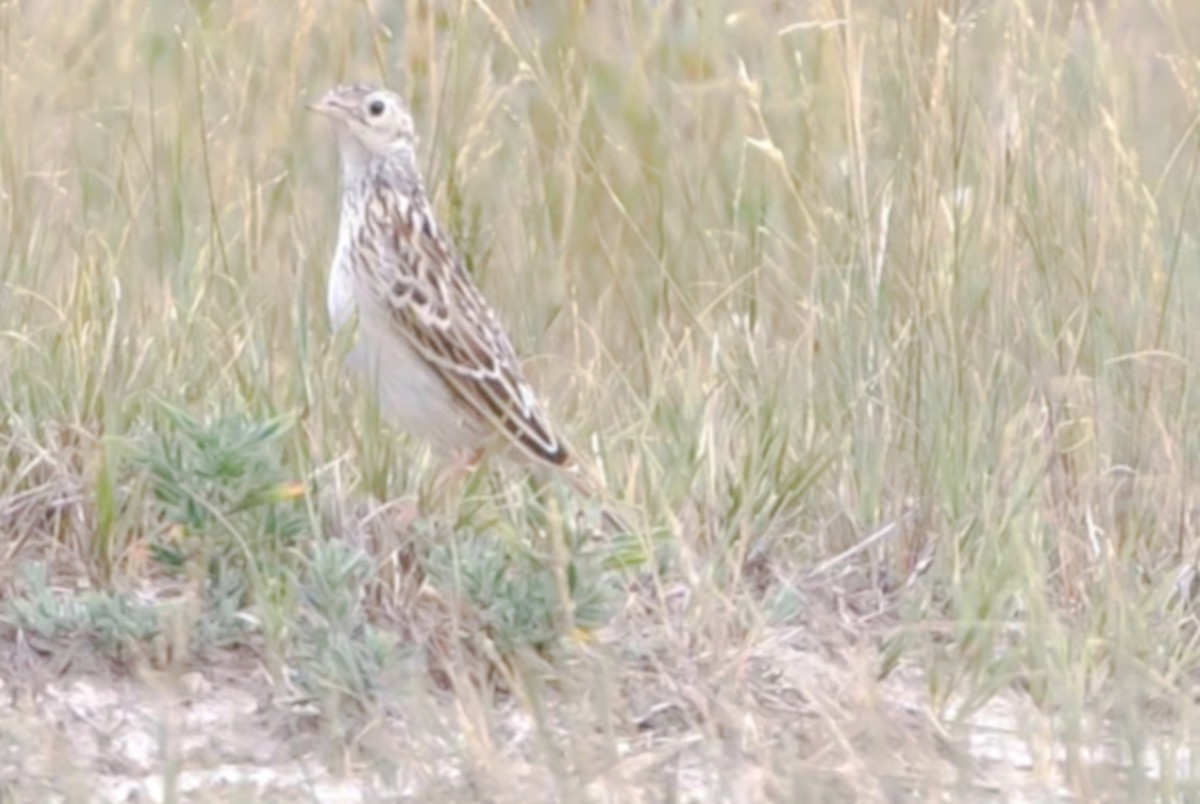 ヤブタヒバリ - ML646642815