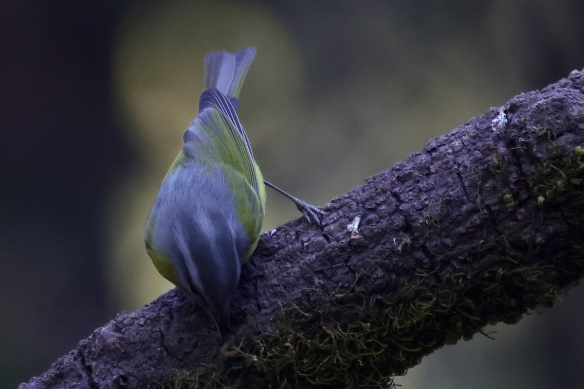 Gray-hooded Warbler - ML646642818