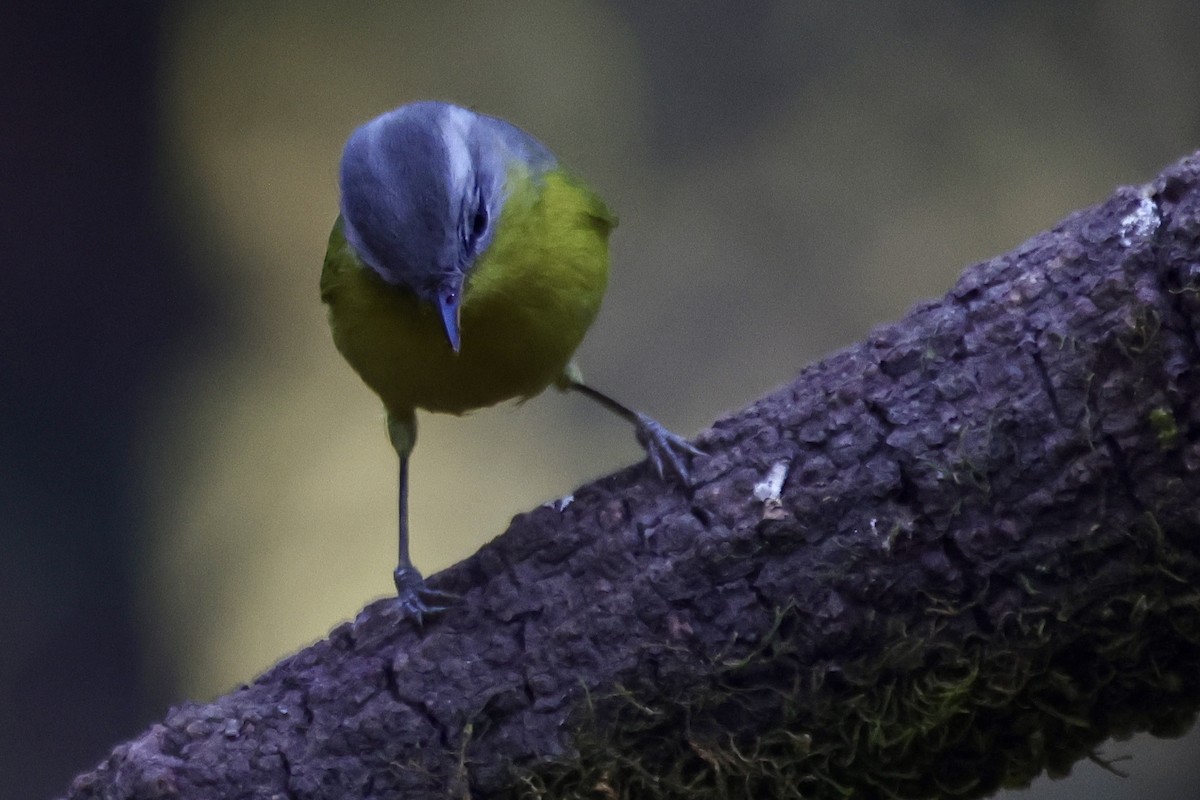 Gray-hooded Warbler - ML646642819