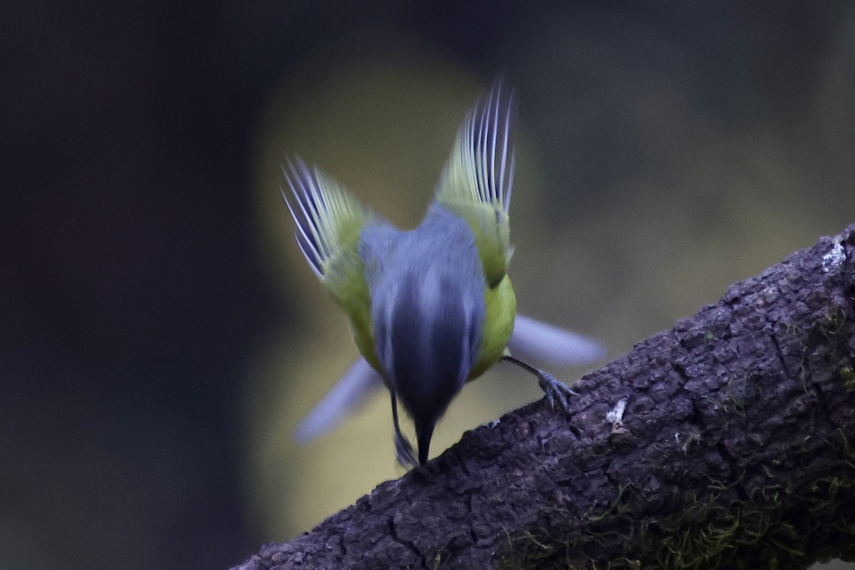 Gray-hooded Warbler - ML646642820