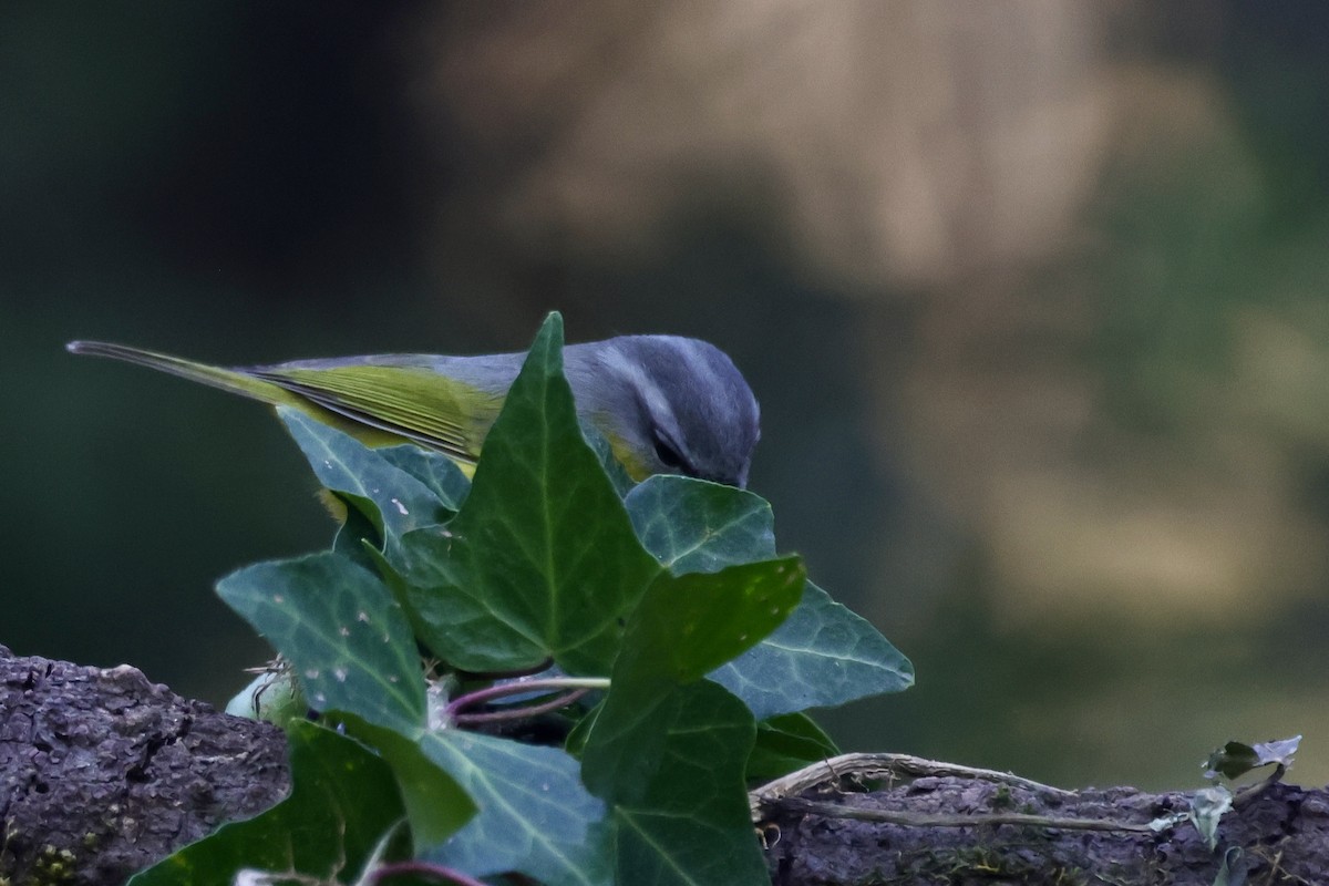 Gray-hooded Warbler - ML646642821