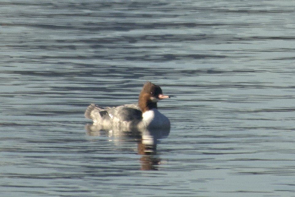 Zerra handia - ML646642822