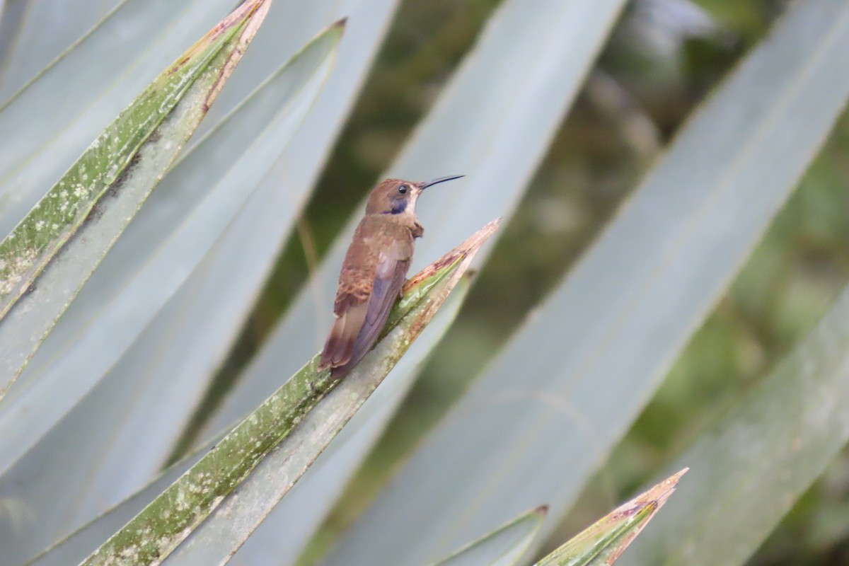 Brown Violetear - ML646642823