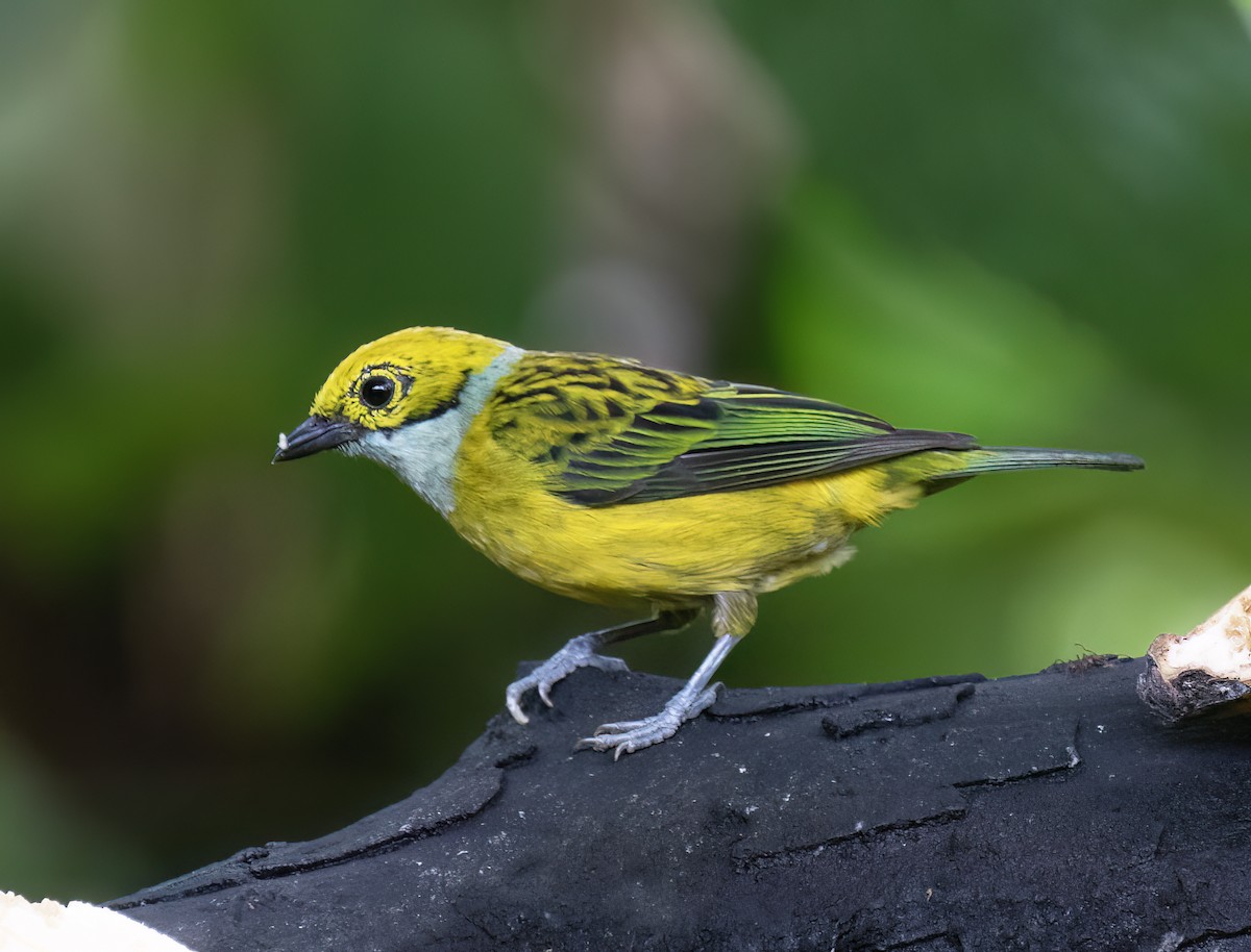 Silver-throated Tanager - ML646642825