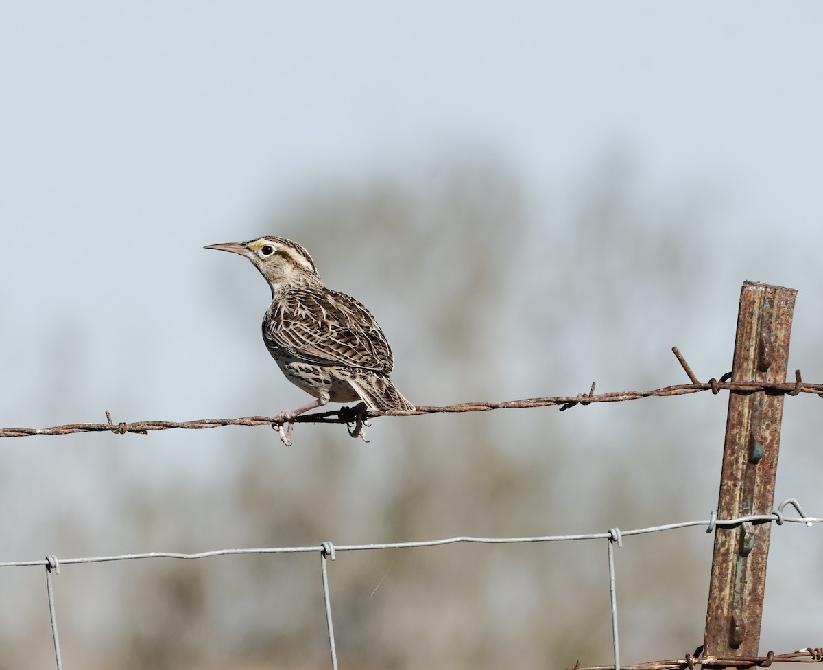 ニシマキバドリ／ヒガシマキバドリ - ML646642828