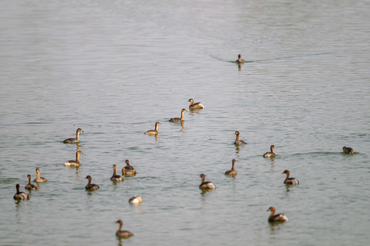 Küçük Batağan - ML646642830