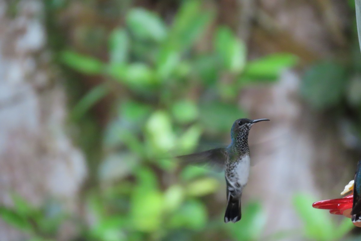 White-necked Jacobin - ML646642832