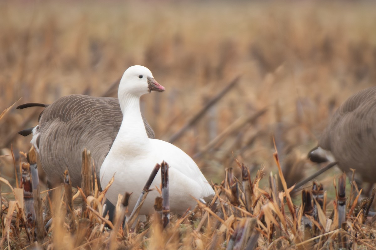 Ross's Goose - ML646642833