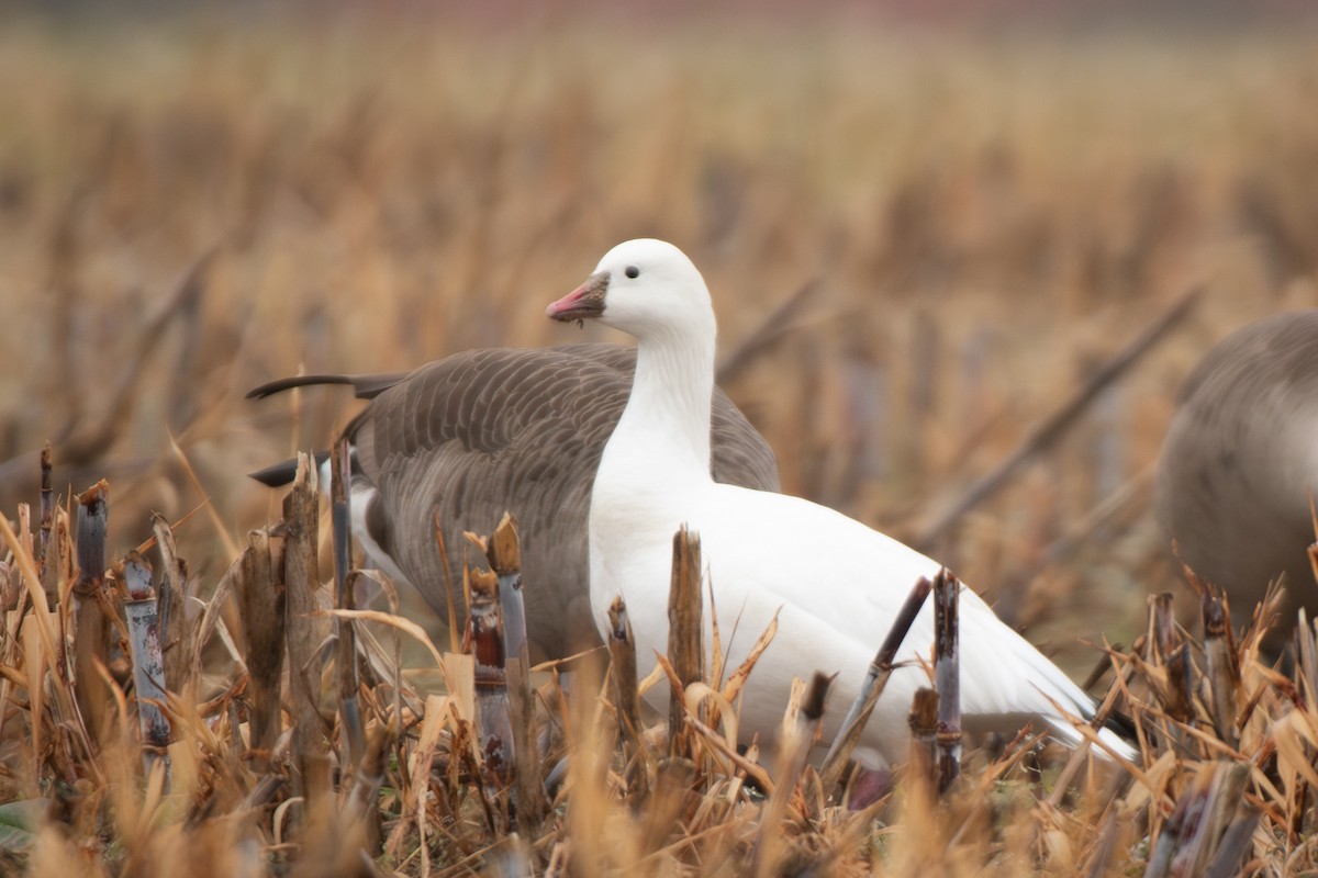 Ross's Goose - ML646642834
