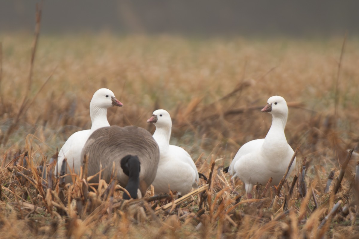 Ross's Goose - ML646642835