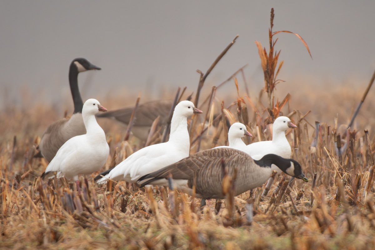 Ross's Goose - ML646642836