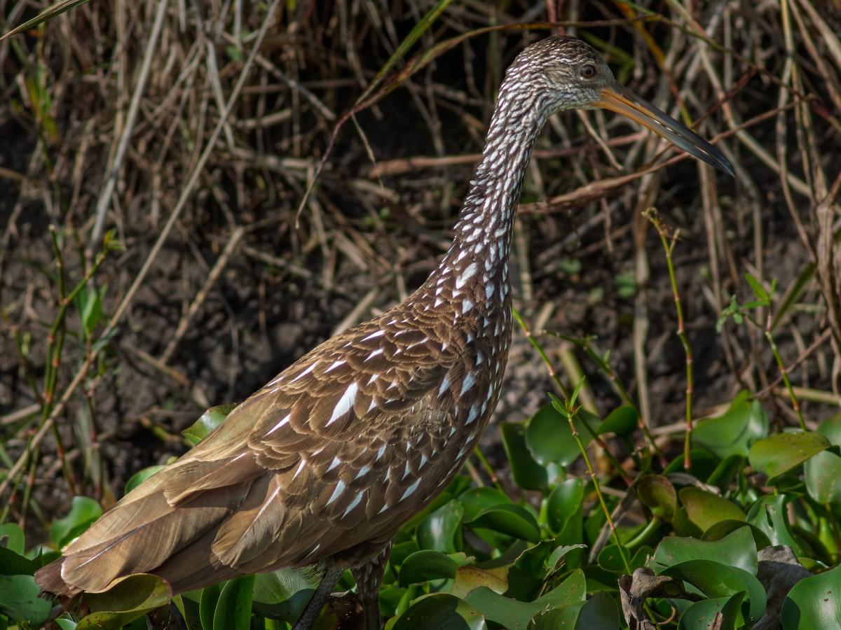 Limpkin - ML646642837