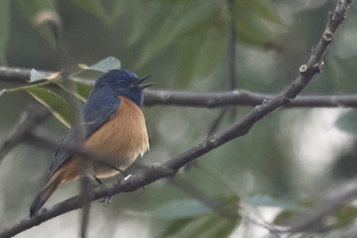 藍額紅尾鴝 - ML646642838