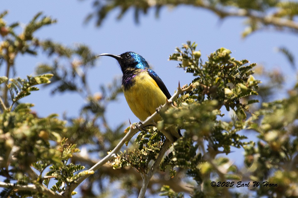 Variable Sunbird - ML646642839