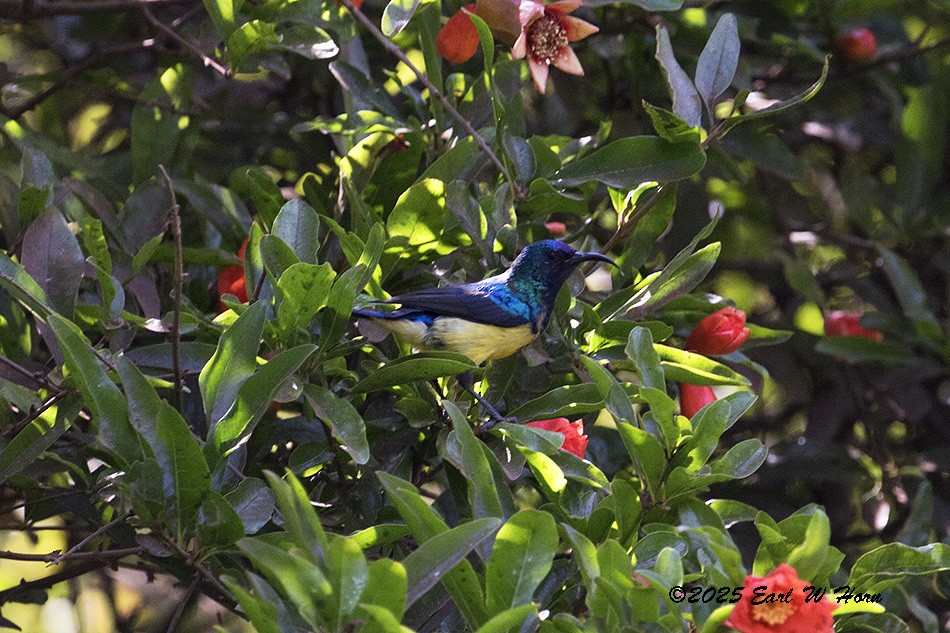 Variable Sunbird - ML646642840