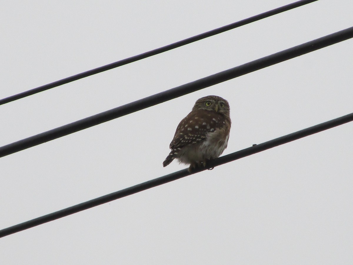 Peruvian Pygmy-Owl - ML646642841