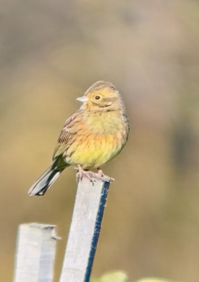 Cirl Bunting - ML646642843