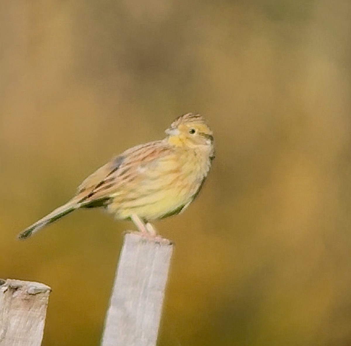 Cirl Bunting - ML646642844