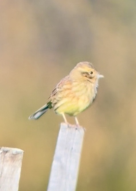 Cirl Bunting - ML646642845
