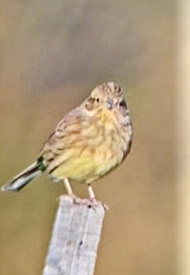 Cirl Bunting - ML646642846