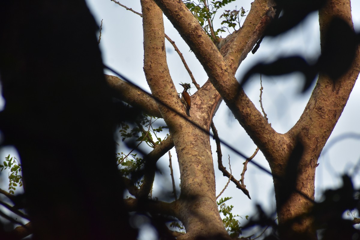 Malabar Flameback - ML646642847