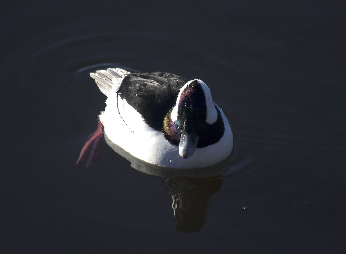 Bufflehead - ML646642849