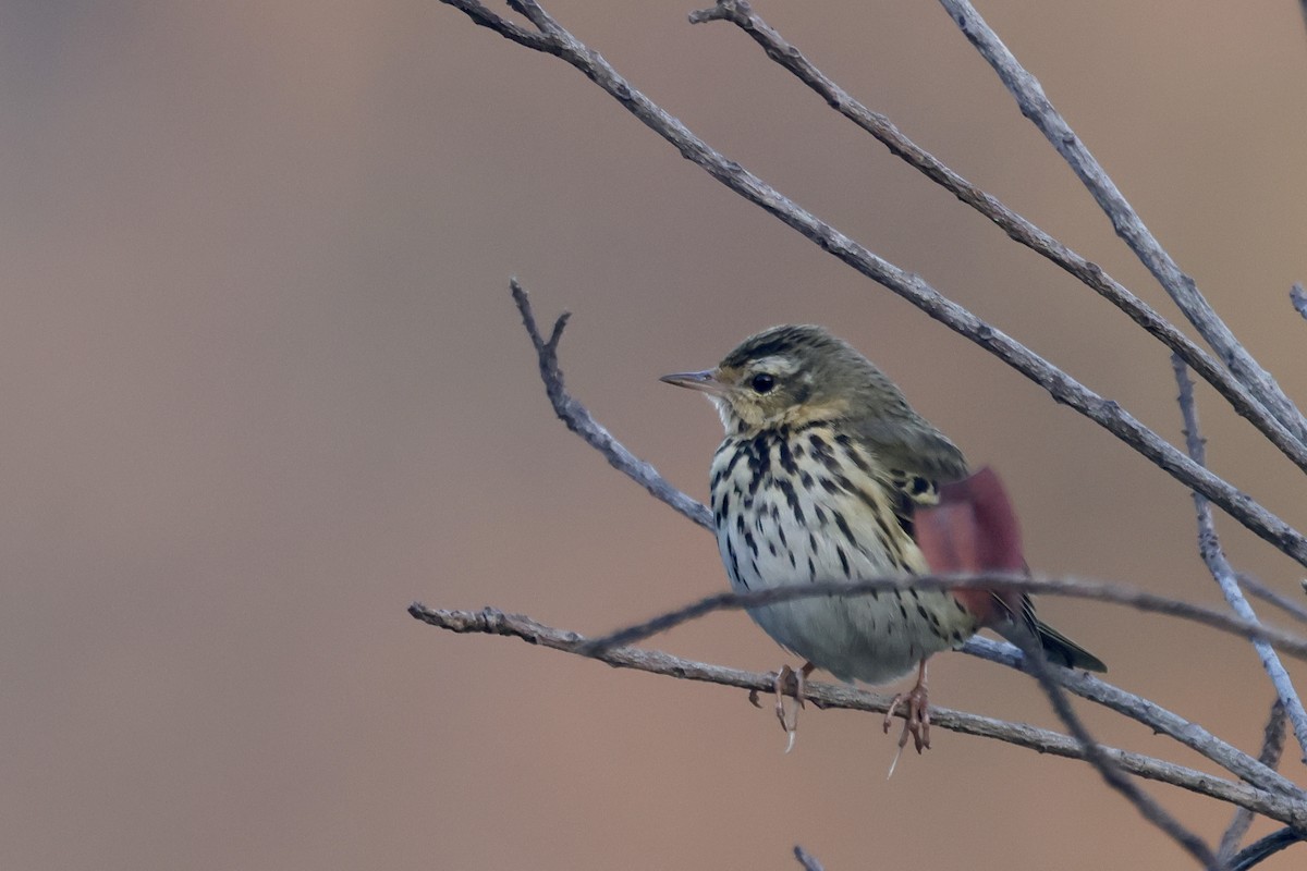 樹鷚 - ML646642850