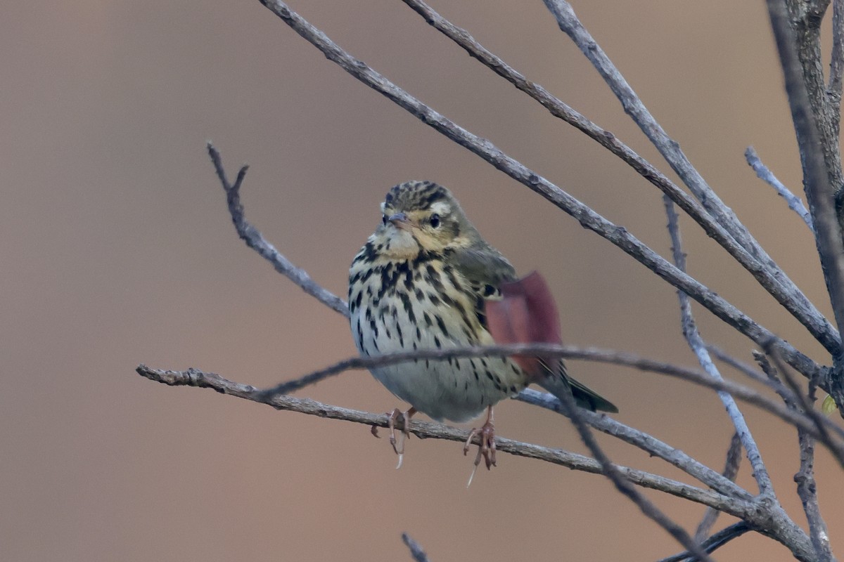 樹鷚 - ML646642851