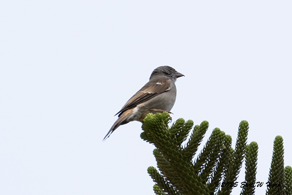 Swahili Sparrow - ML646642854