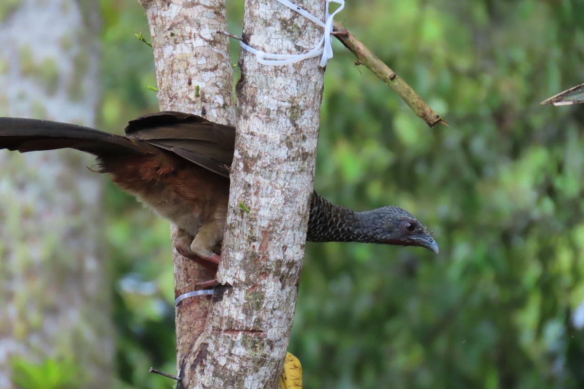 Colombian Chachalaca - ML646642855