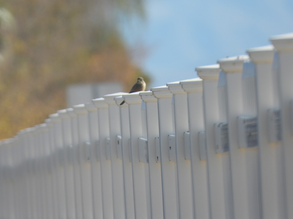 Say's Phoebe - ML646642856