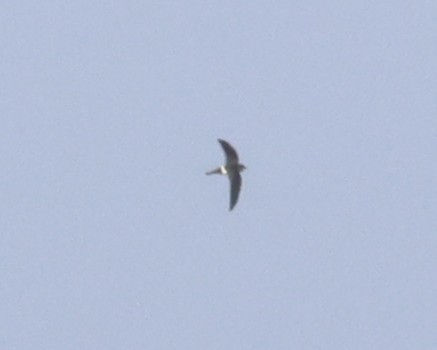 Blyth's Swift - ML646642857