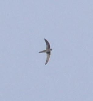 Blyth's Swift - ML646642858