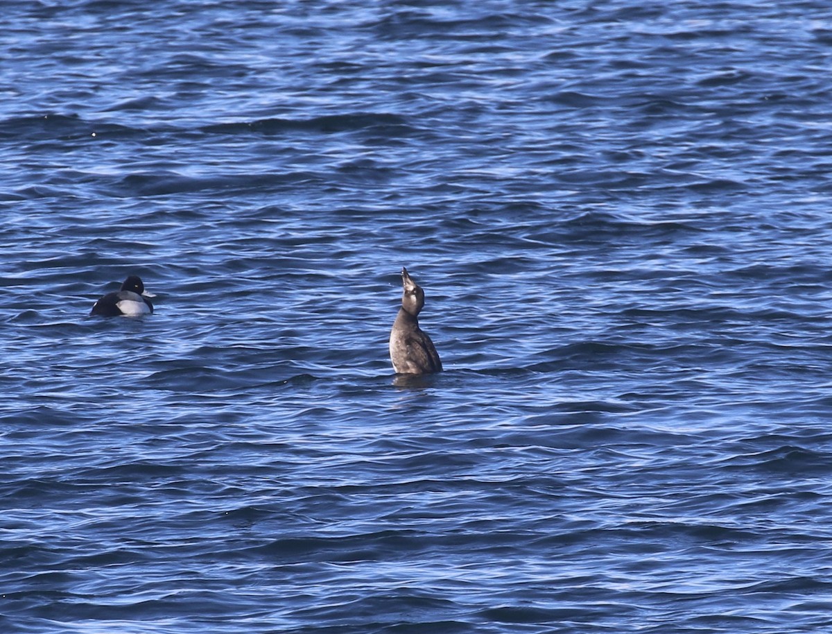 turpan pestrozobý - ML646642859