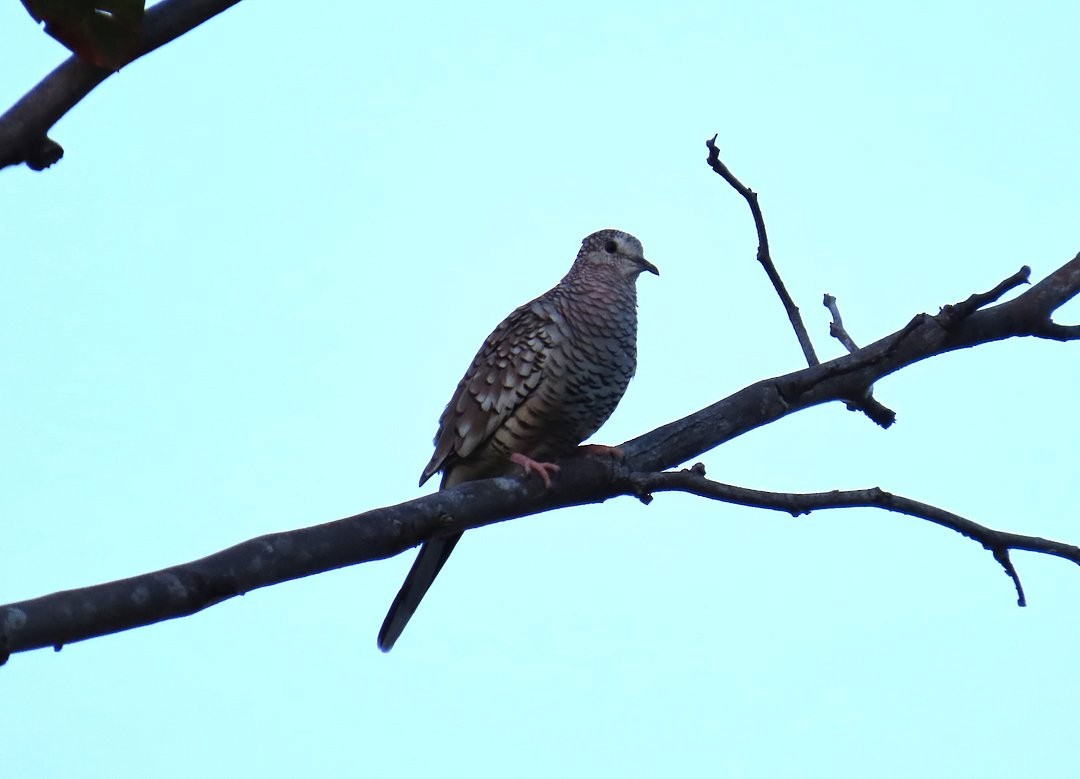 Scaled Dove - ML646642860