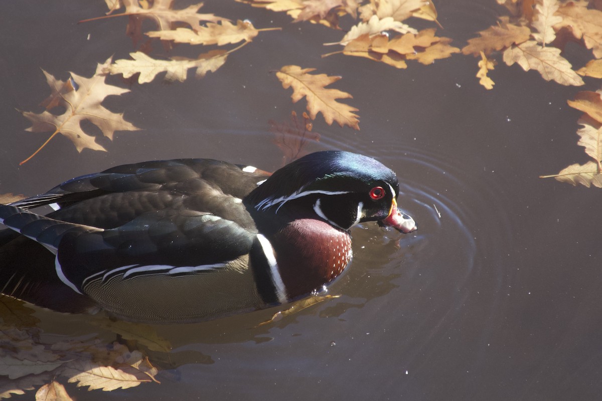 Ahate karolinarra - ML646642861