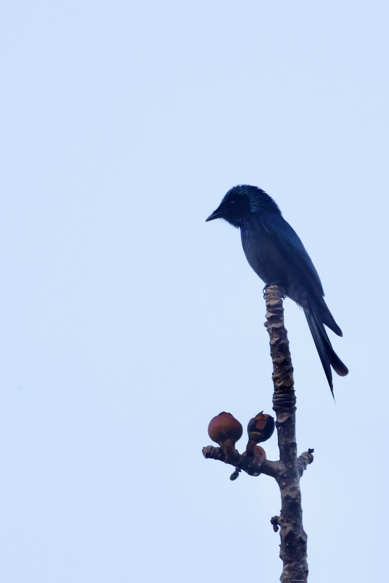 小卷尾 - ML646642862