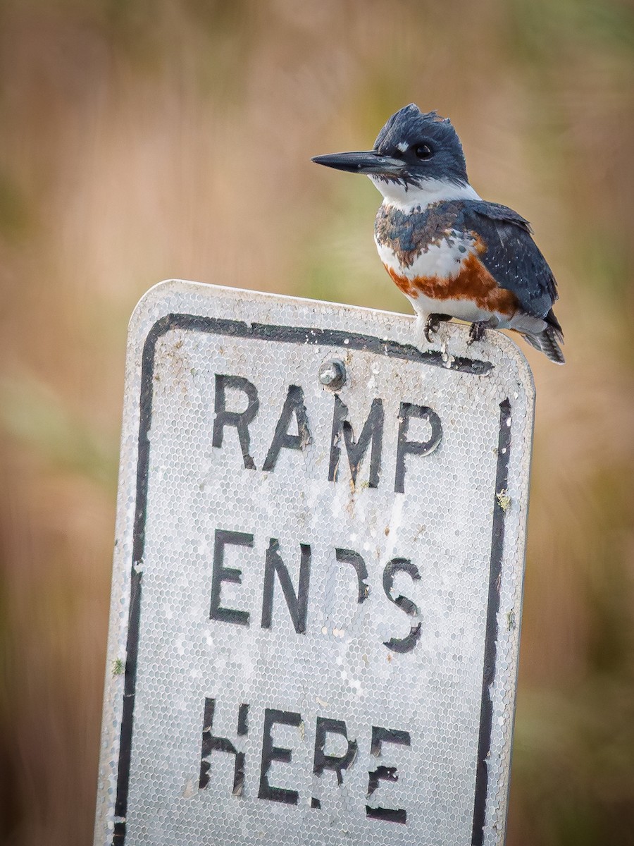 Belted Kingfisher - ML646642865