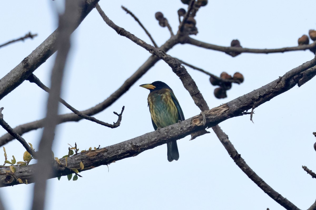 Great Barbet - ML646642867