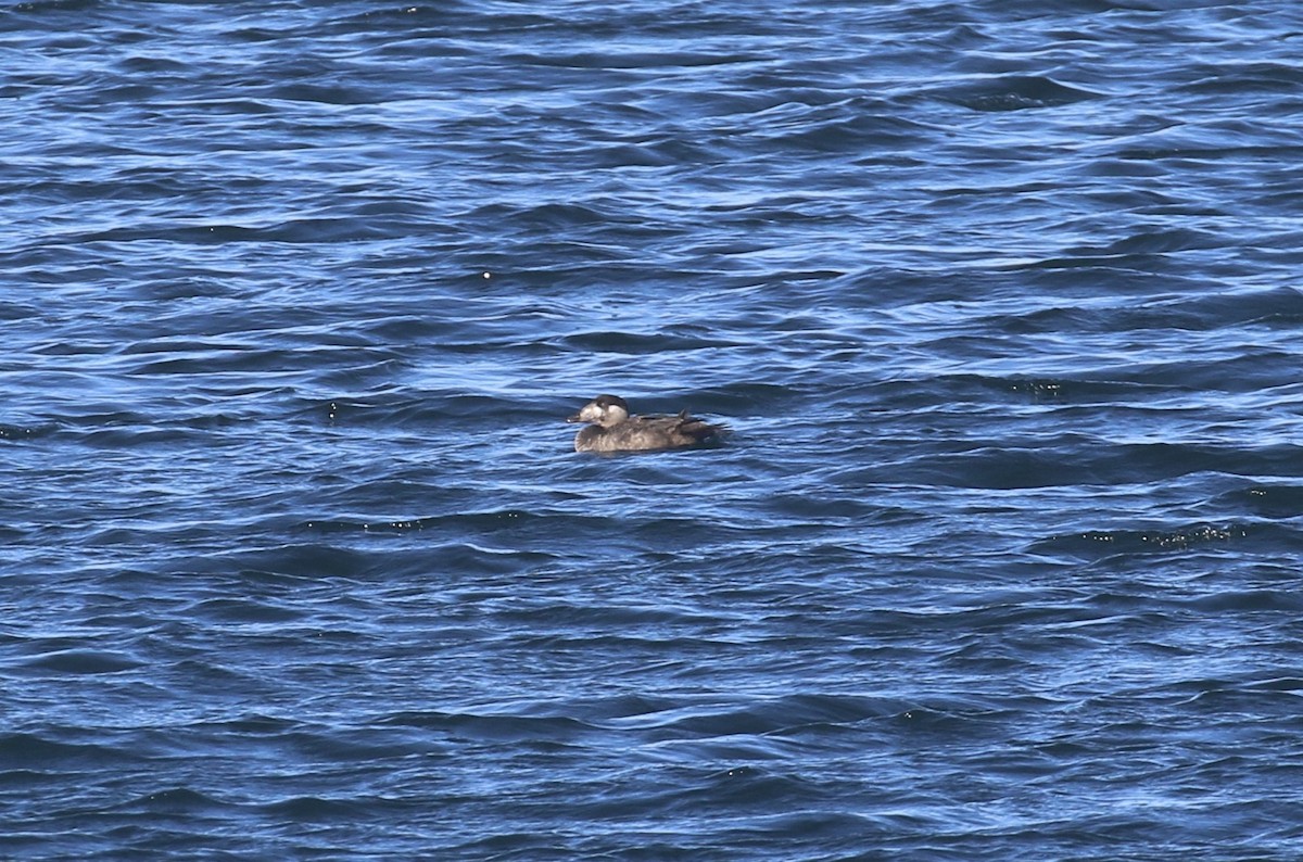 turpan pestrozobý - ML646642868