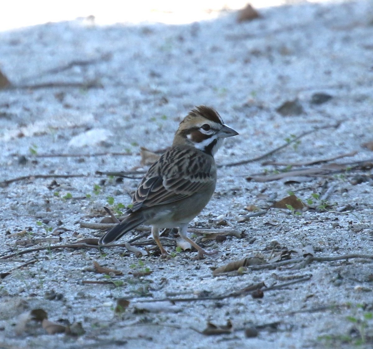 Chingolo Arlequín - ML646642869