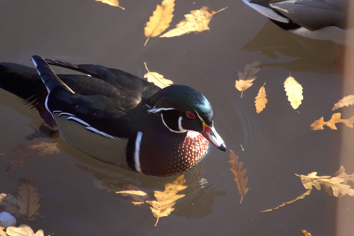 Ahate karolinarra - ML646642870