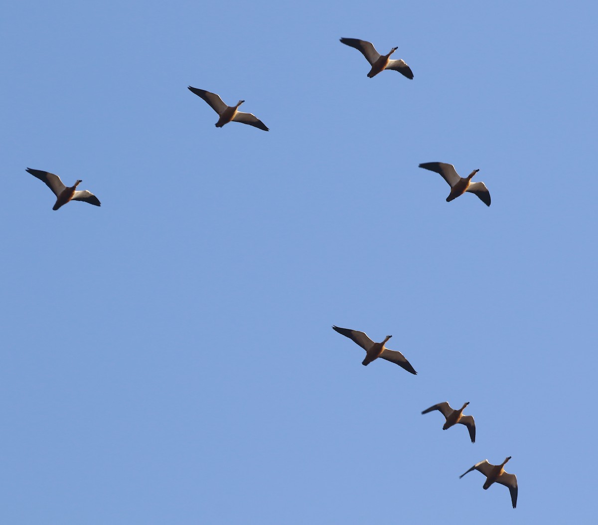 rustand - ML646642871