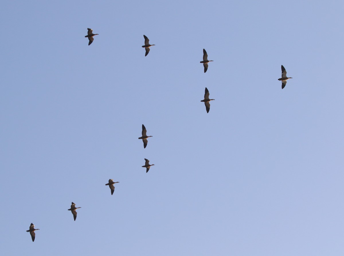 rustand - ML646642872